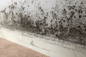 Damp and mould on walls.