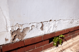 Cracked and bubbled paint on exterior wall due to rising damp.