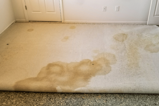 Water-Damaged Carpet